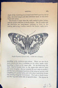 Old Allen Kirby Butterflies 1894 Purple Emperor Apatura Iris Upper Si Victorian