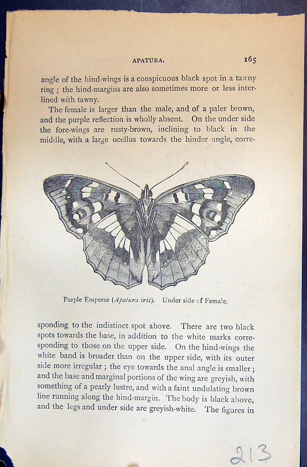 Old Allen Kirby Butterflies 1894 Purple Emperor Apatura Iris Upper Si Victorian