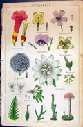 Old Linnaeus Cryptogamia Polyadelphia Monadelphia C1850 Botany Clark Victorian