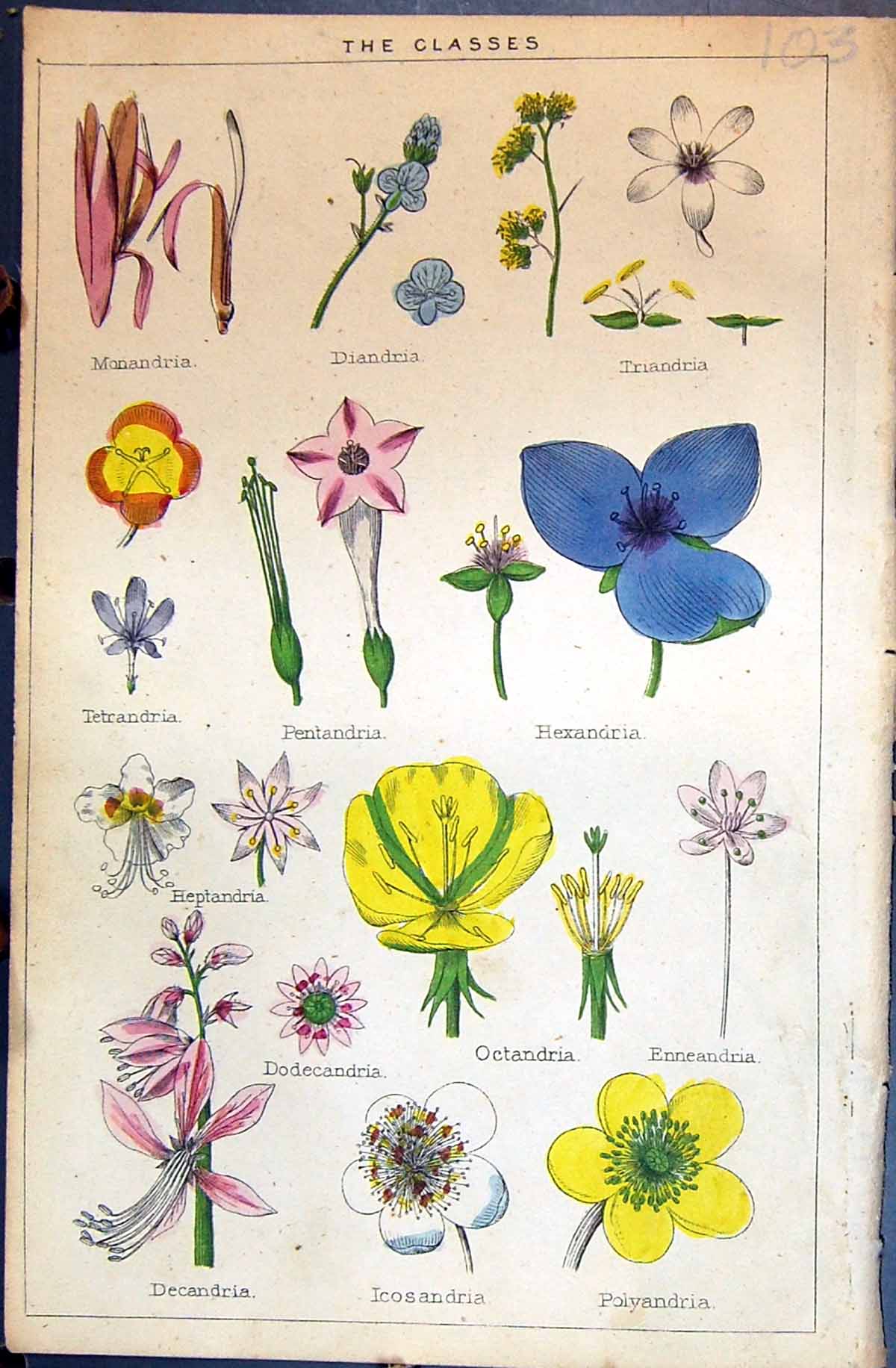 Old Classes Monandris Pentandria Octandria Hexandria C1850 Botany Cla Victorian