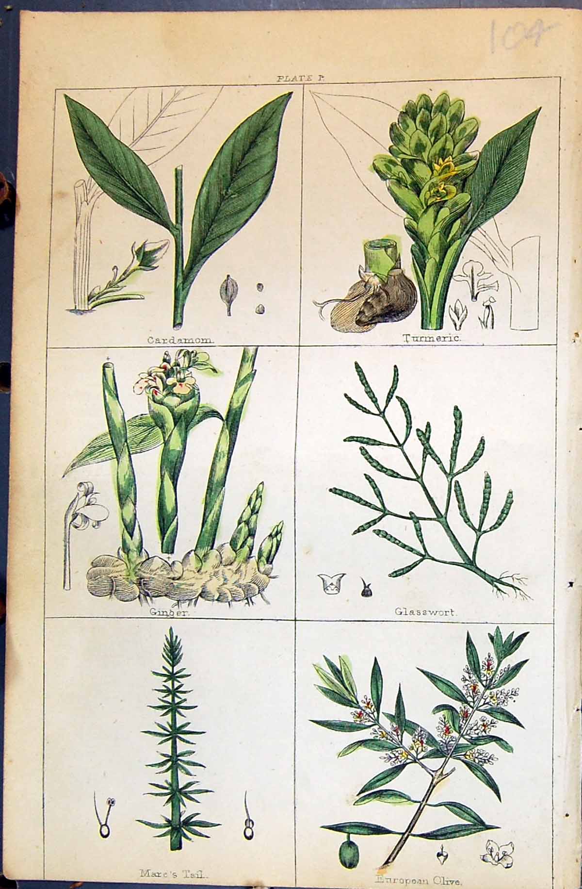 Old Mare'S Tail European Olive Turmeric Ginger C1850 Botany Clark Her Victorian