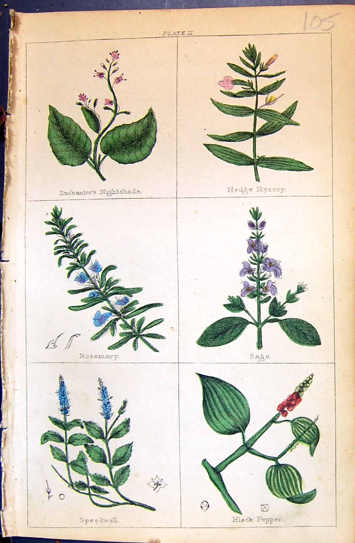 Old Nightshade Rosemary Sage Speedwell Pepper C1850 Botany Clark Herb Victorian