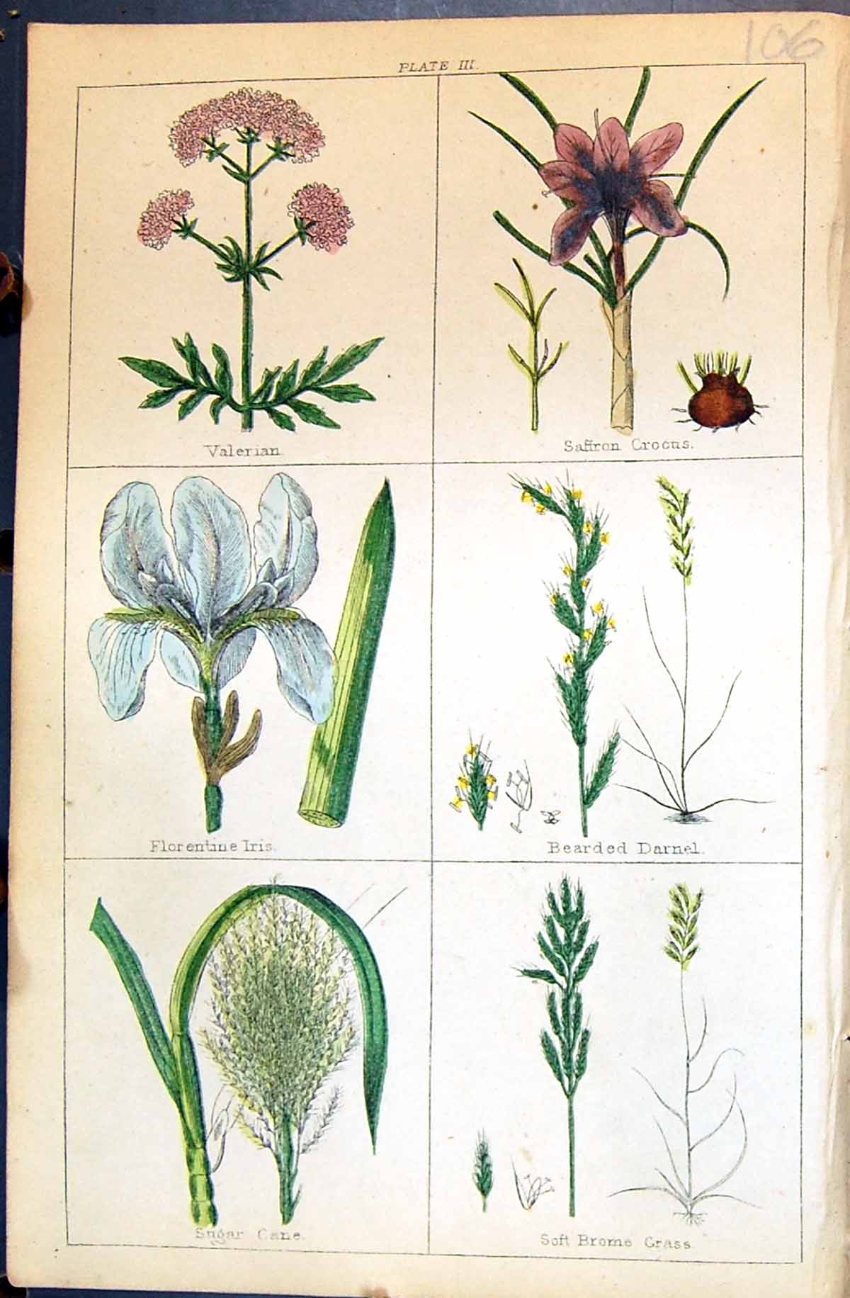 Old Valerian Crocus Darnel Grass Sugar Cane Iris C1850 Botany Clark H Victorian