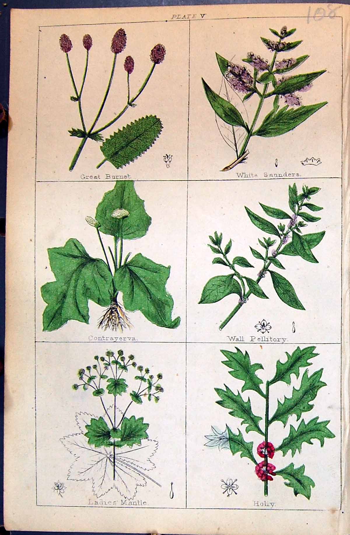 Old Burnet Saunders Pellitory Holly Mantle C1850 Botany Clark Herbs P Victorian