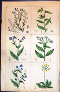 Old C1850 Botany Clark Herbs Plants Grass Gromwell Alkanet Lungwort B Victorian