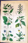 Old Nightshade Flowar Potato Cherry Violet Pansie C1850 Botany Clark Victorian