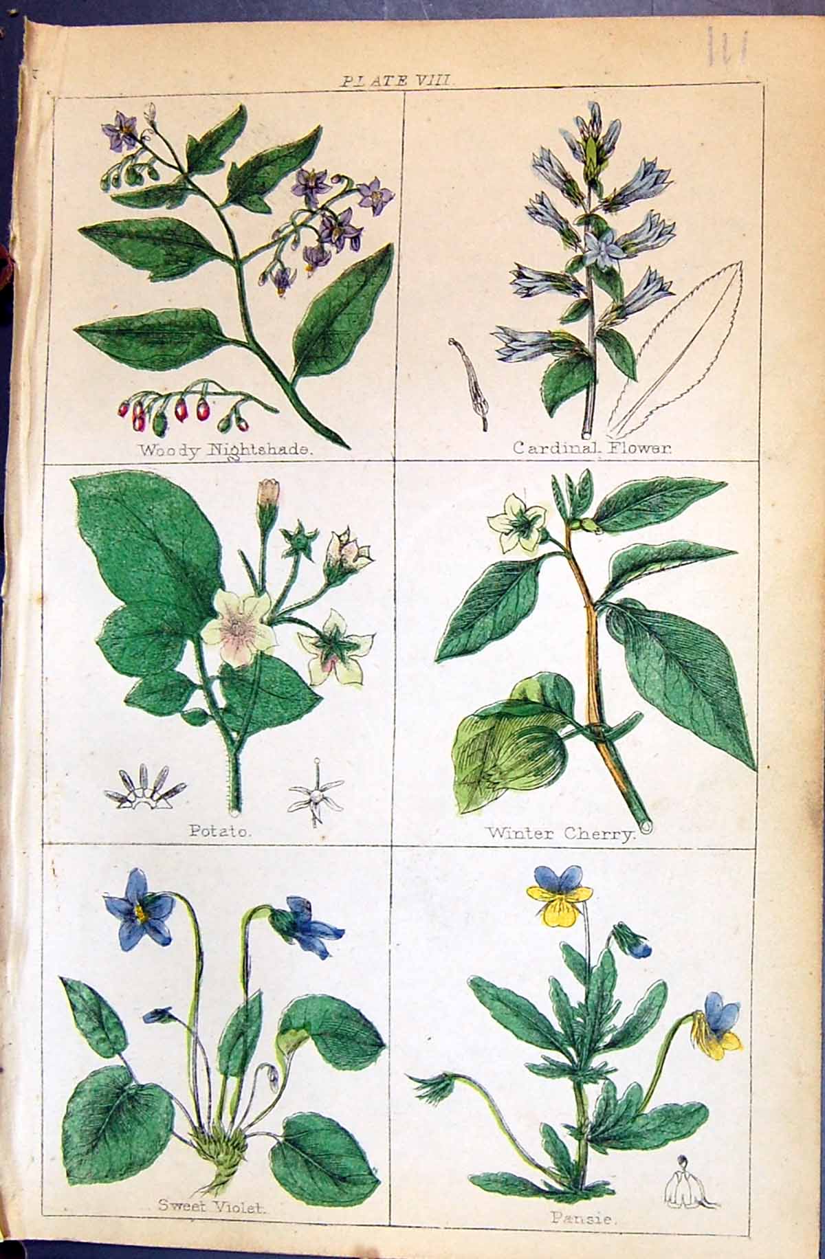 Old Nightshade Flowar Potato Cherry Violet Pansie C1850 Botany Clark Victorian