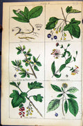 Old Buckthorn Honeysuckle Currant Ivy Ipecacuan C1850 Botany Clark He Victorian