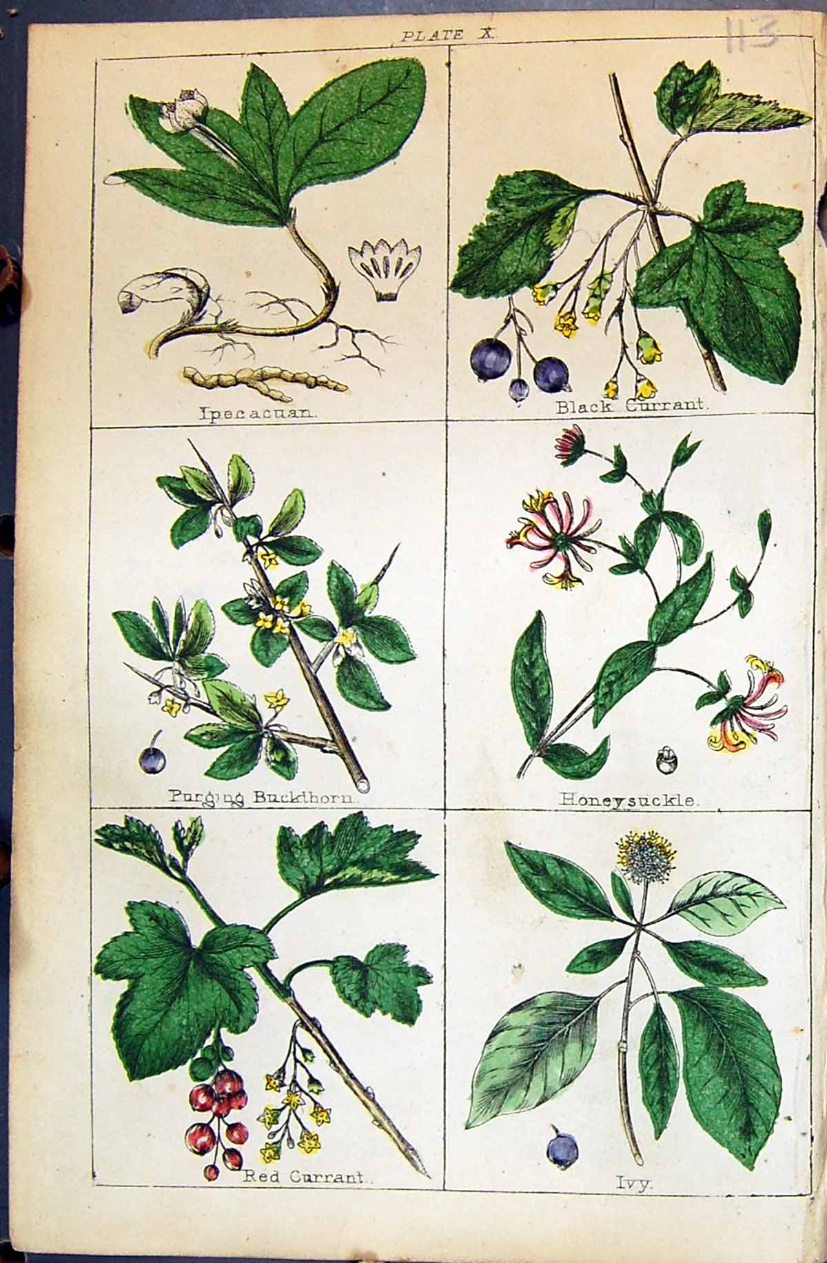 Old Buckthorn Honeysuckle Currant Ivy Ipecacuan C1850 Botany Clark He Victorian