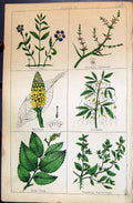 Old C1850 Botany Clark Herbs Plants Periwinkle Saltwort Mullein Dodde Victorian