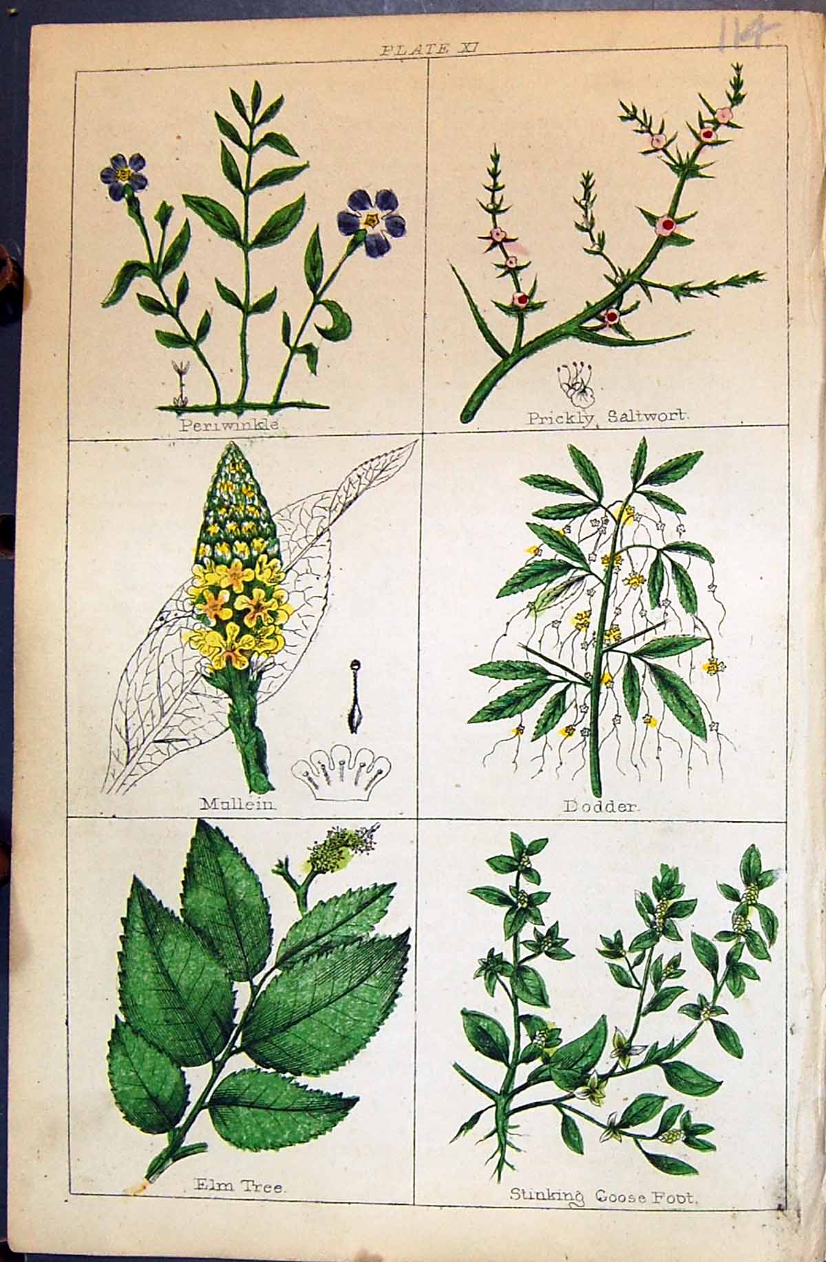 Old C1850 Botany Clark Herbs Plants Periwinkle Saltwort Mullein Dodde Victorian
