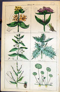 Old Gentian Holly Swallow Wort Beet Penny-Wort C1850 Botany Clark Her Victorian