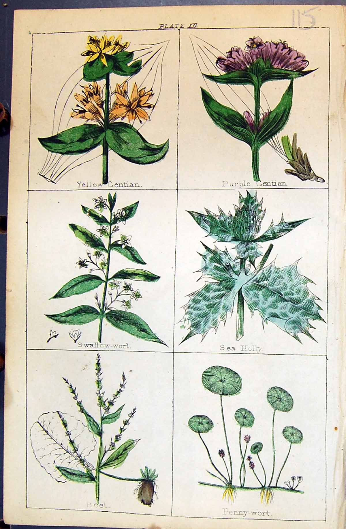 Old Gentian Holly Swallow Wort Beet Penny-Wort C1850 Botany Clark Her Victorian