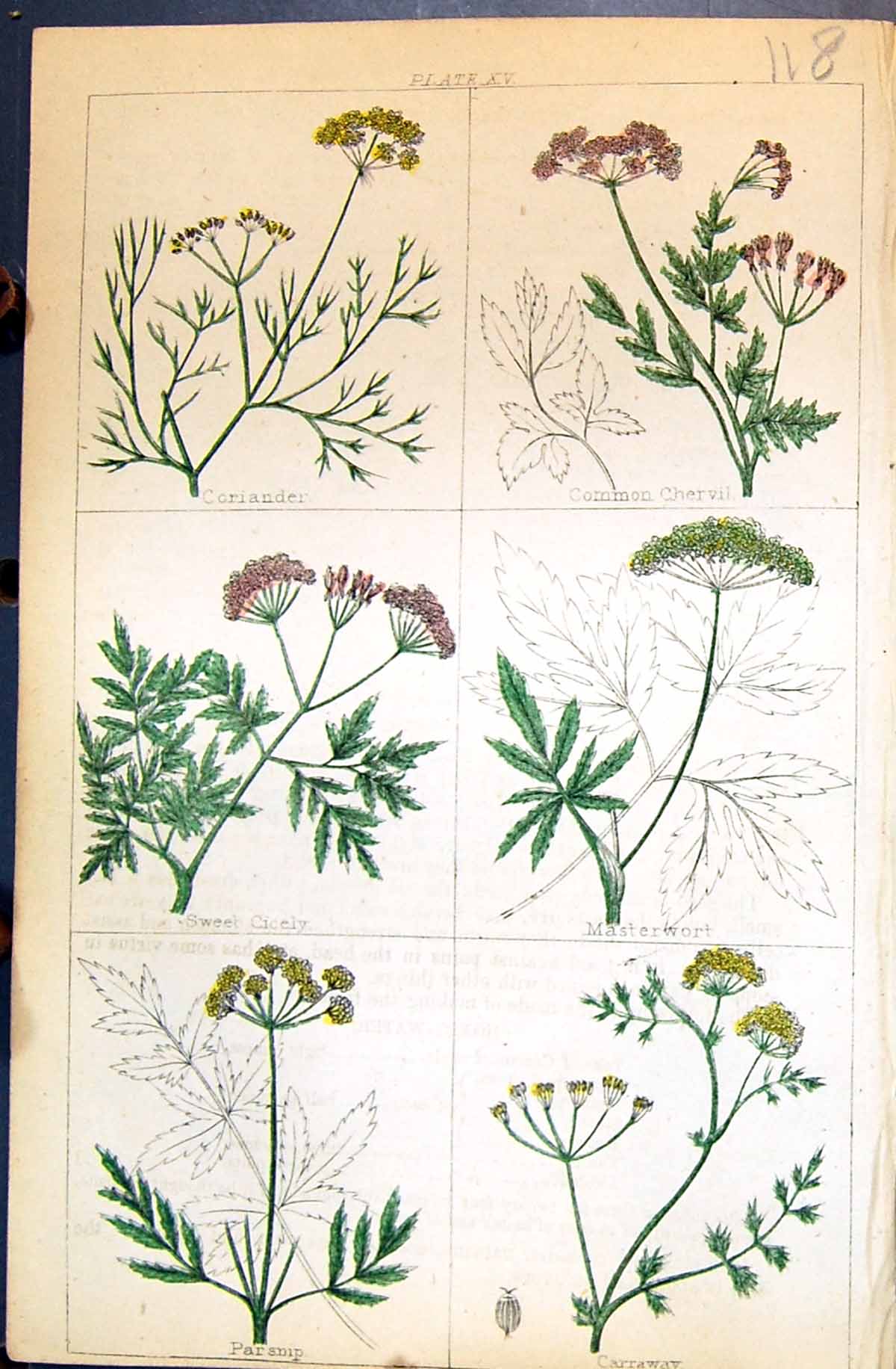Old Parsnip Coriander Chervil Masterwort Carraway C1850 Botany Clark Victorian