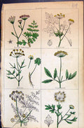 Old Calbanum Goutwort Anise Parsley Saxifrage C1850 Botany Clark Herb Victorian