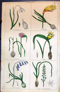 Old Snow Drop Daffodil Garlic Tulip Garlic Bethlehem C1850 Hyacinth C Victorian