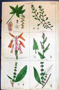 Old Barberry Purslane Aloe Sorrel Viened Water Dock C1850 Botany Clar Victorian