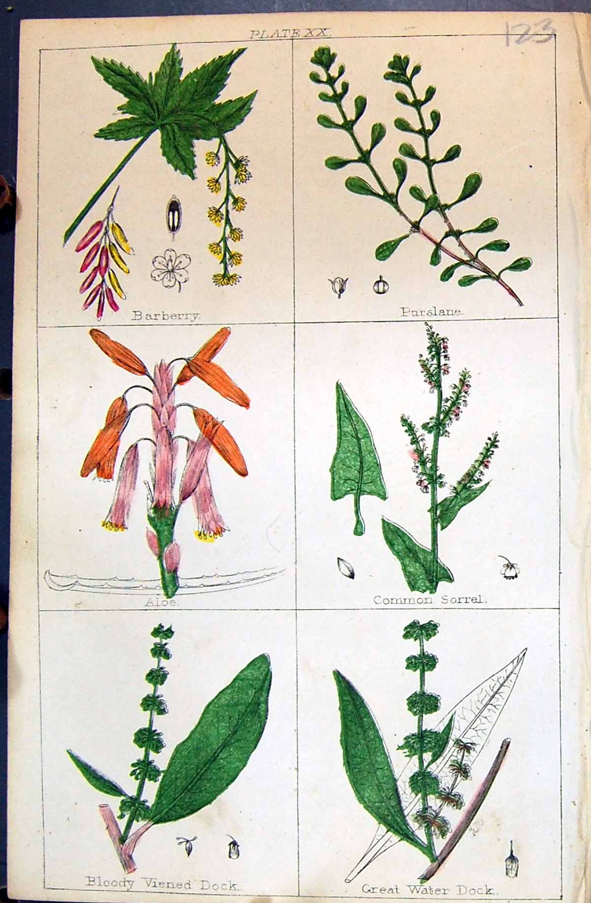 Old Barberry Purslane Aloe Sorrel Viened Water Dock C1850 Botany Clar Victorian