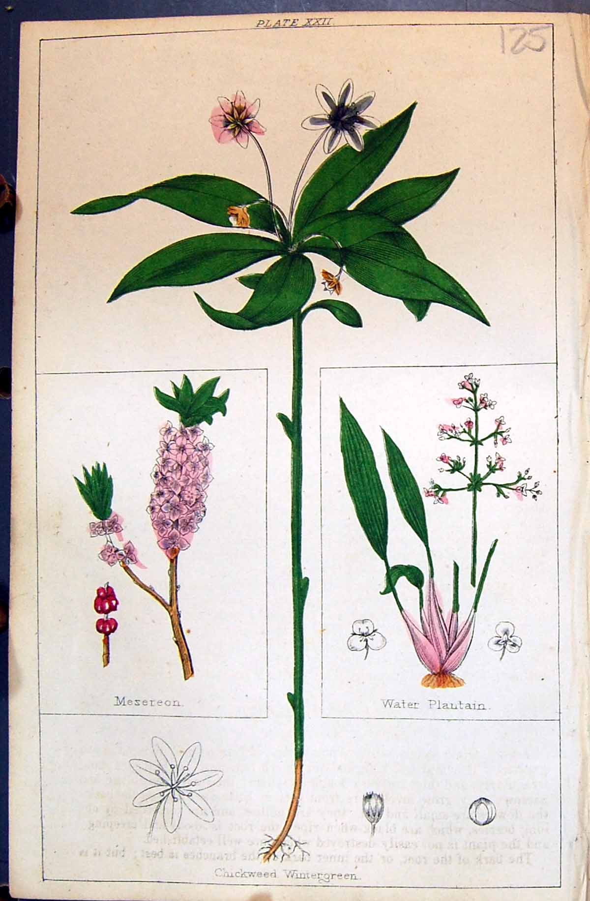 Old C1850 Botany Clark Herbs Plants Water Plantin Mezereon Chickweed Victorian