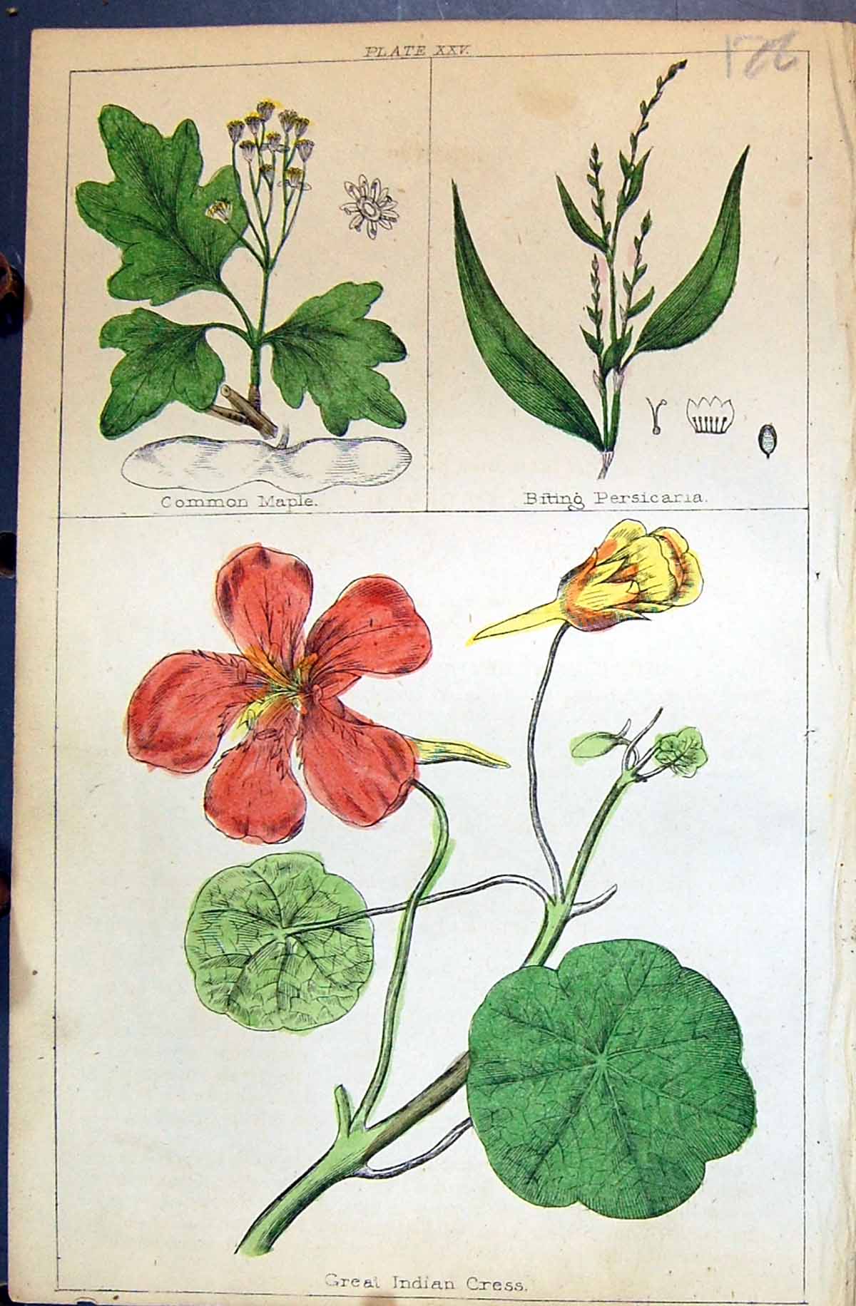 Old Common Maple Biting Persicaria Indian Cress C1850 Botany Clark He Victorian