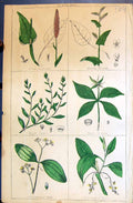 Old Bistort Buck Wheat Knot Grass Paris Cinnamon Tree C1850 Botany Cl Victorian