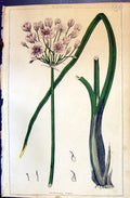 Original Old Antique Print C1850 Botany Clark Herbs Plants Flowering Rush 19th