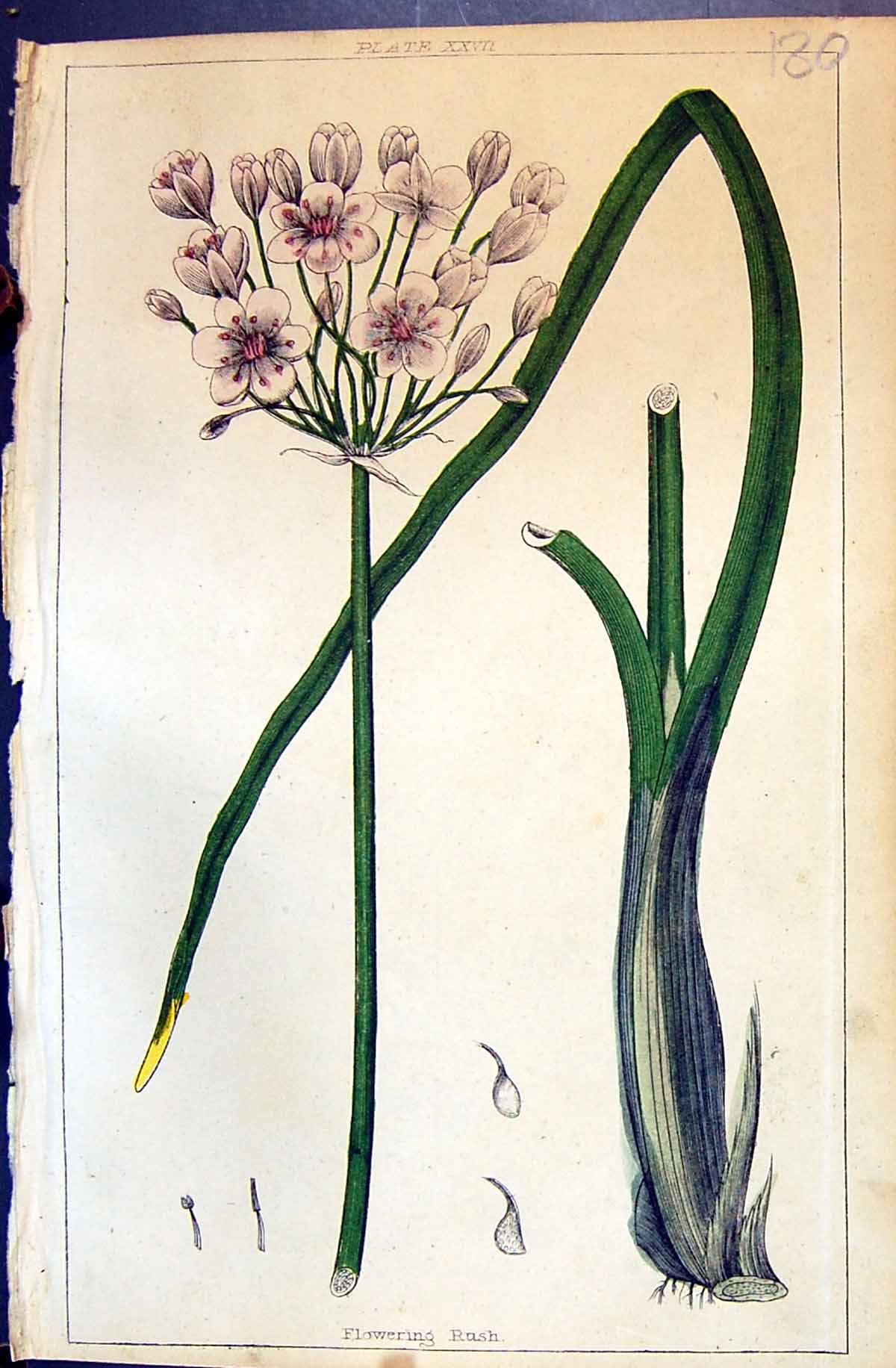 Original Old Antique Print C1850 Botany Clark Herbs Plants Flowering Rush 19th