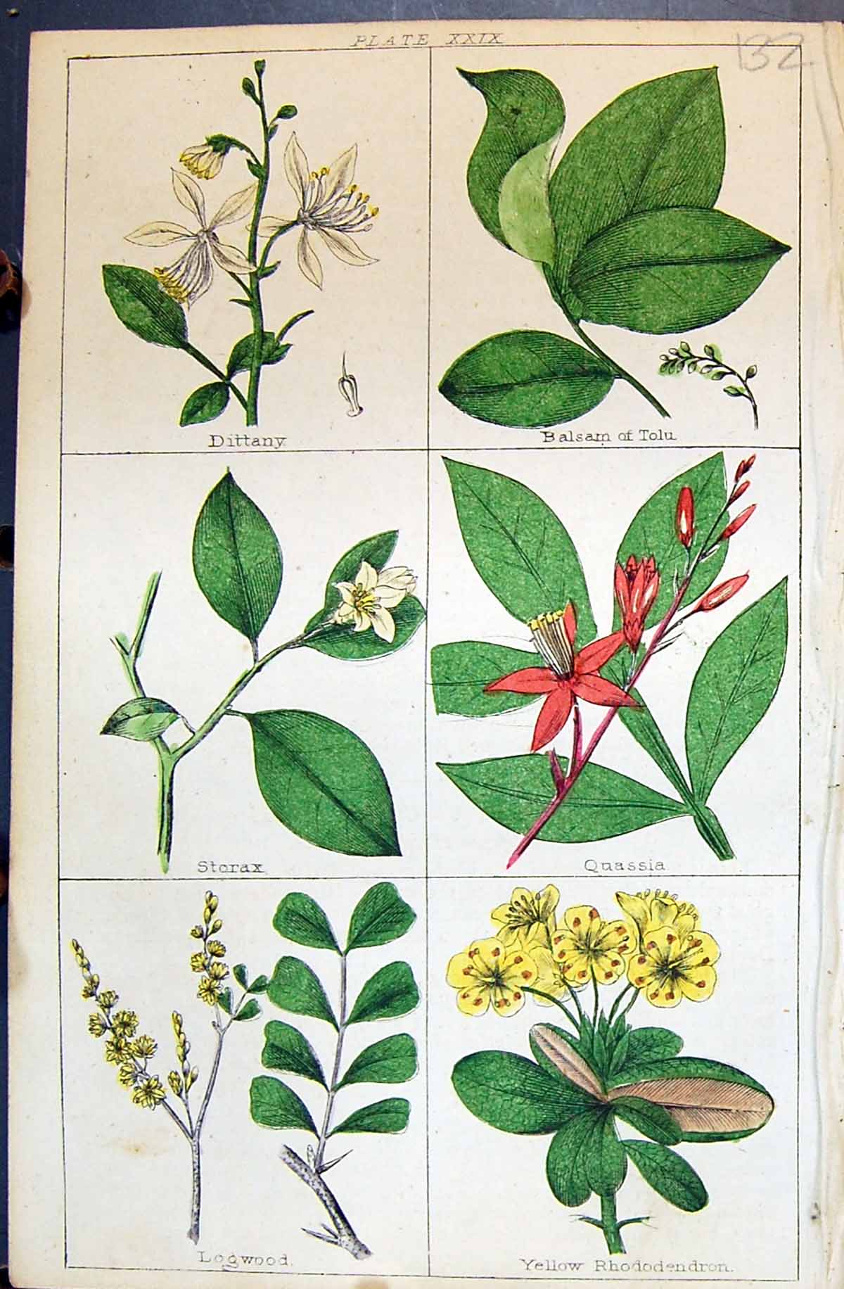 Old Dittany Storax Quassia Rhododendron Logwood C1850 Botany Clark He Victorian