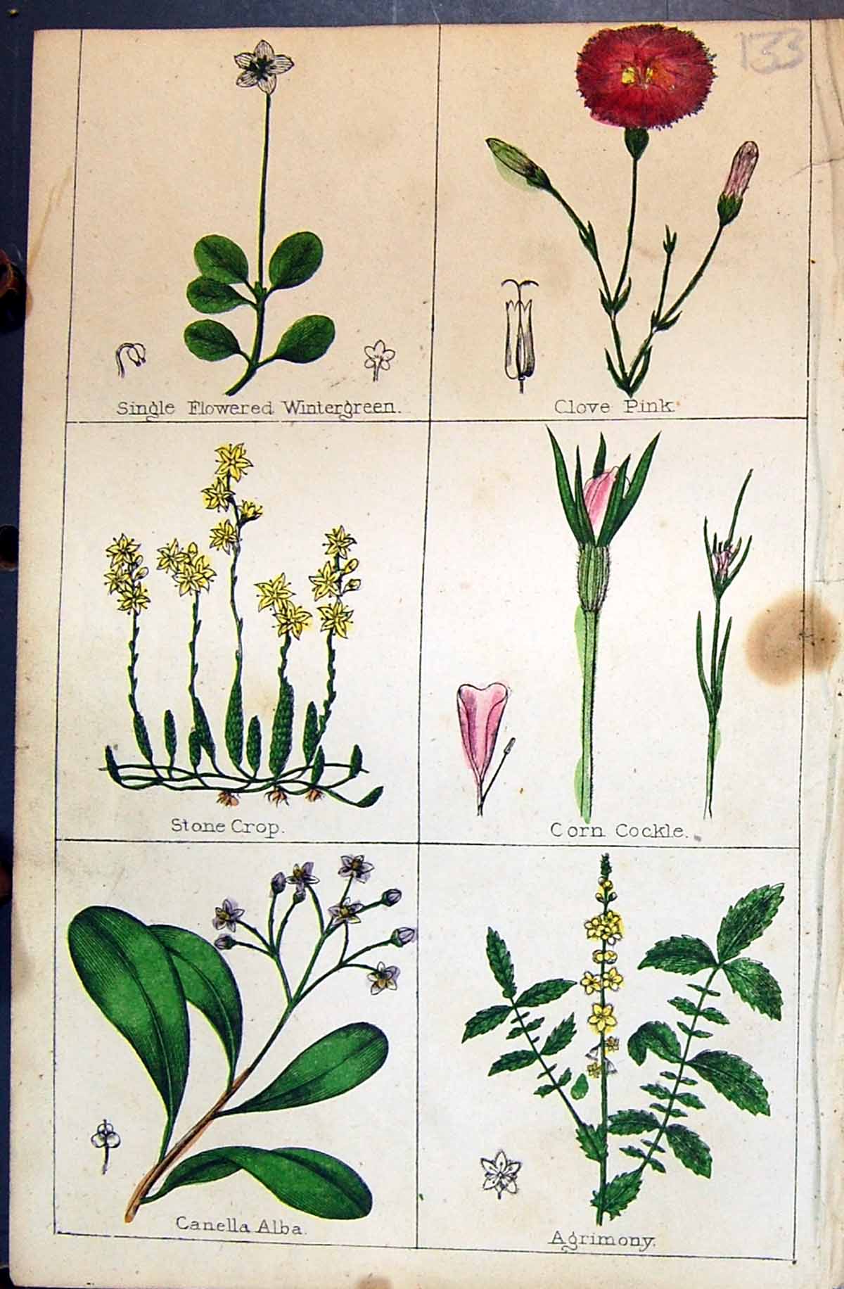 Old Wintergreen Clove Pink Corn Cockle Alba Agrimony C1850 Botany Cla Victorian