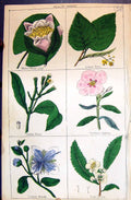 Old C1850 Botany Clark Herbs Plants White Water Lilly Lime Tree Clove Victorian