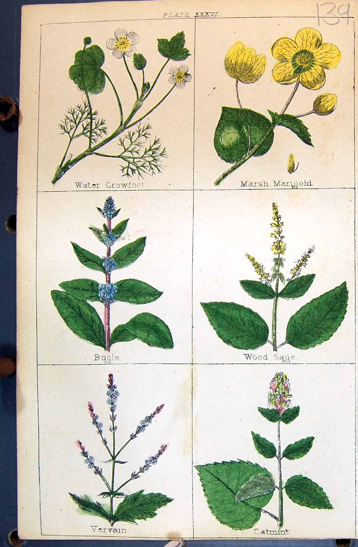 Antique Print Vervain Crowfoot MarigBugle Sage Catmint C1850 Botany Clark H