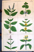 Old Betony Hemp Nettle Peppermint Ivy Archangel C1850 Botany Clark He Victorian