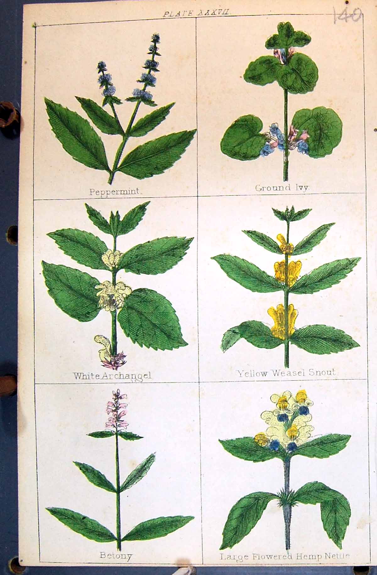 Old Betony Hemp Nettle Peppermint Ivy Archangel C1850 Botany Clark He Victorian