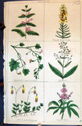 Old Tree Figwort Toad Flax Lousewort Snap Dragon C1850 Botany Clark H Victorian