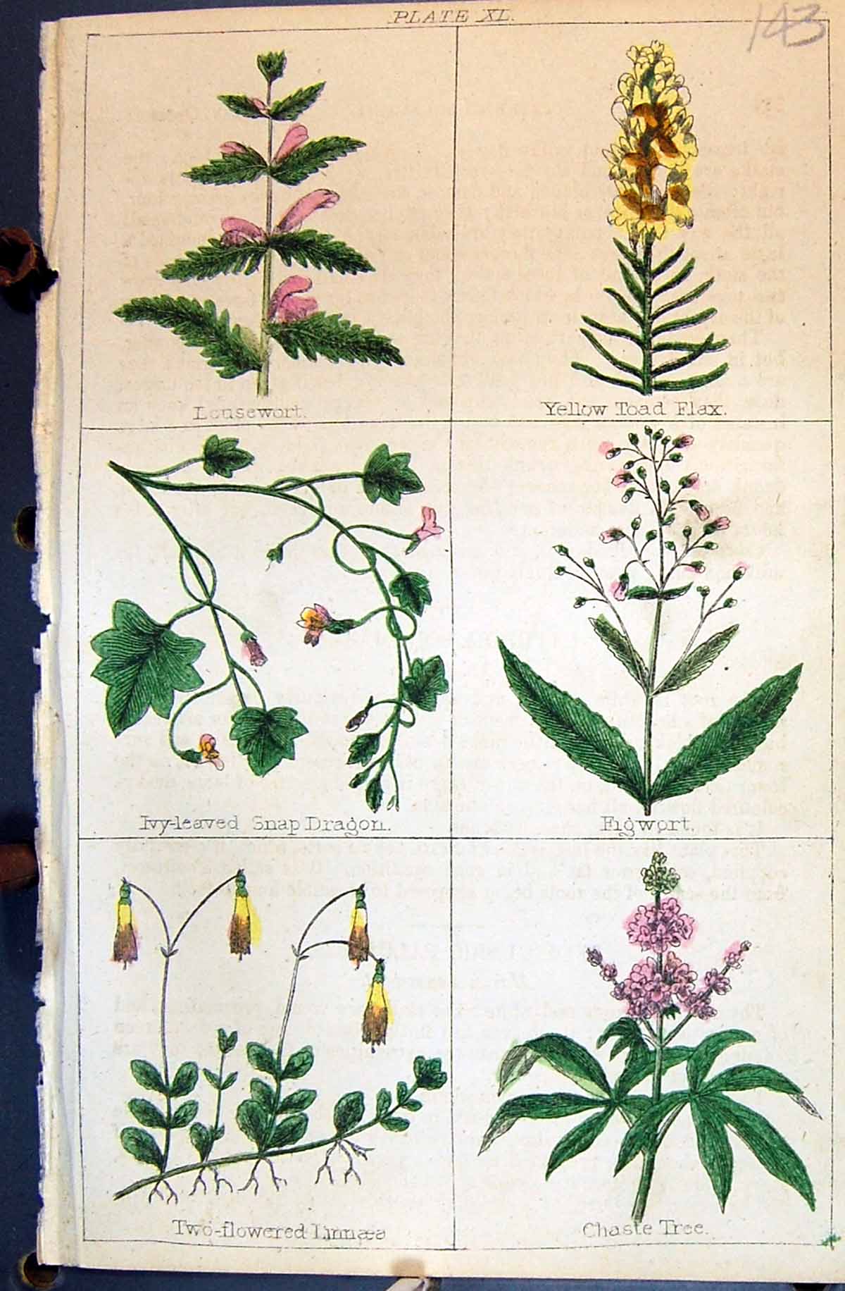 Old Tree Figwort Toad Flax Lousewort Snap Dragon C1850 Botany Clark H Victorian
