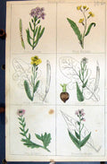 Old Hoary Stock Rocket Turnip Radish Cabbage C1850 Botany Clark Herbs Victorian