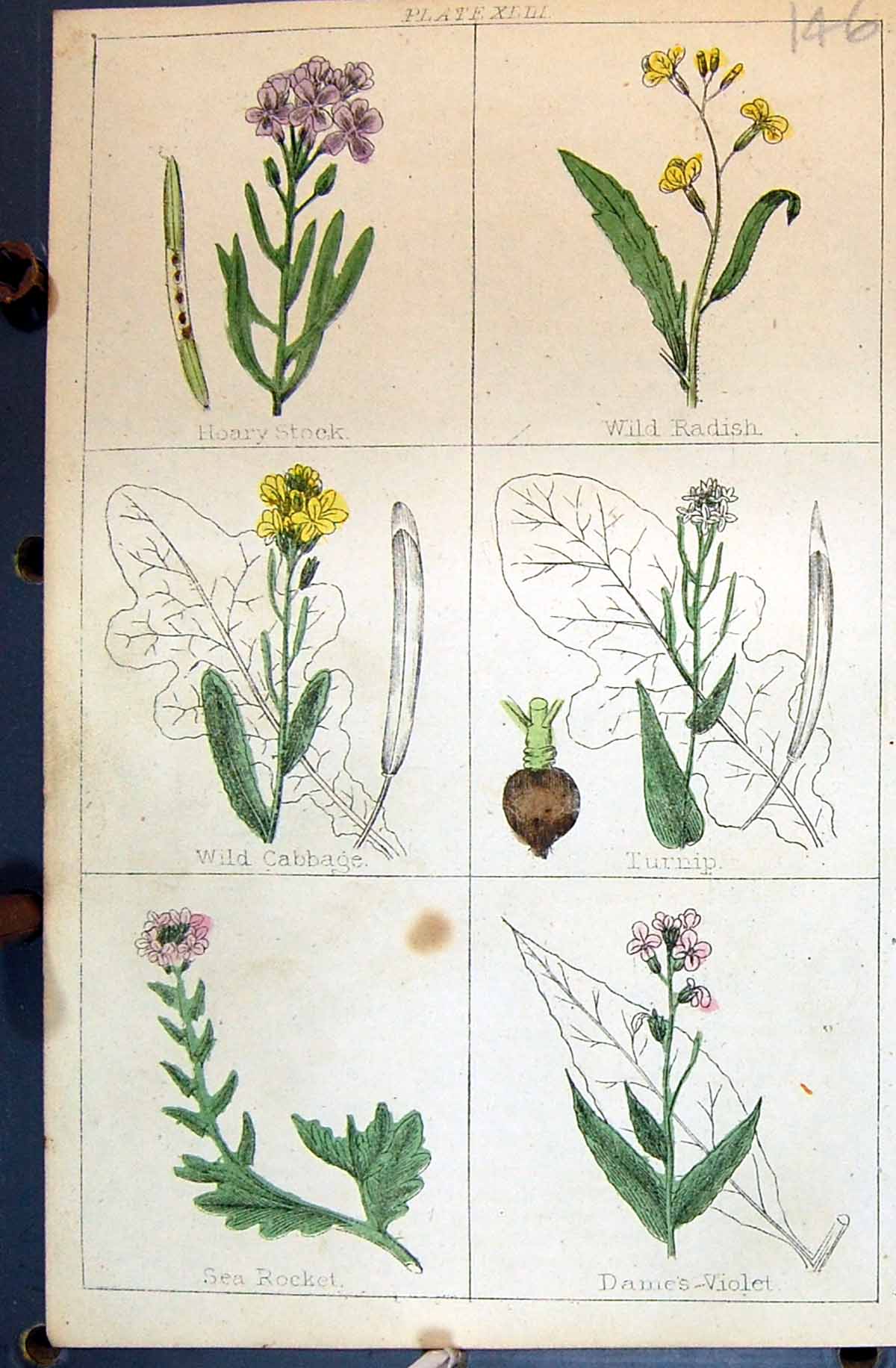 Old Hoary Stock Rocket Turnip Radish Cabbage C1850 Botany Clark Herbs Victorian