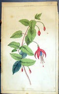 Original Old Antique Print C1850 Botany Clark Herbs Plants Fuschia Colour 19th