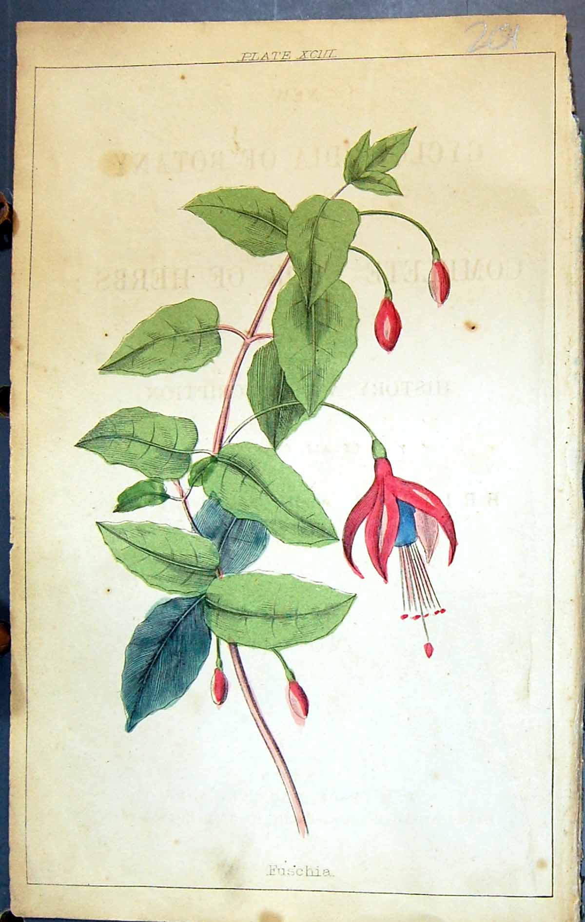 Original Old Antique Print C1850 Botany Clark Herbs Plants Fuschia Colour 19th