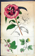 Old Holly Hock Common Cotton Camellias C1850 Botany Clark Herbs Plant Victorian