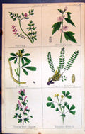 Old Fumitory Marsh Mallow Milk Vetch Thorny Harrow C1850 Botany Clark Victorian
