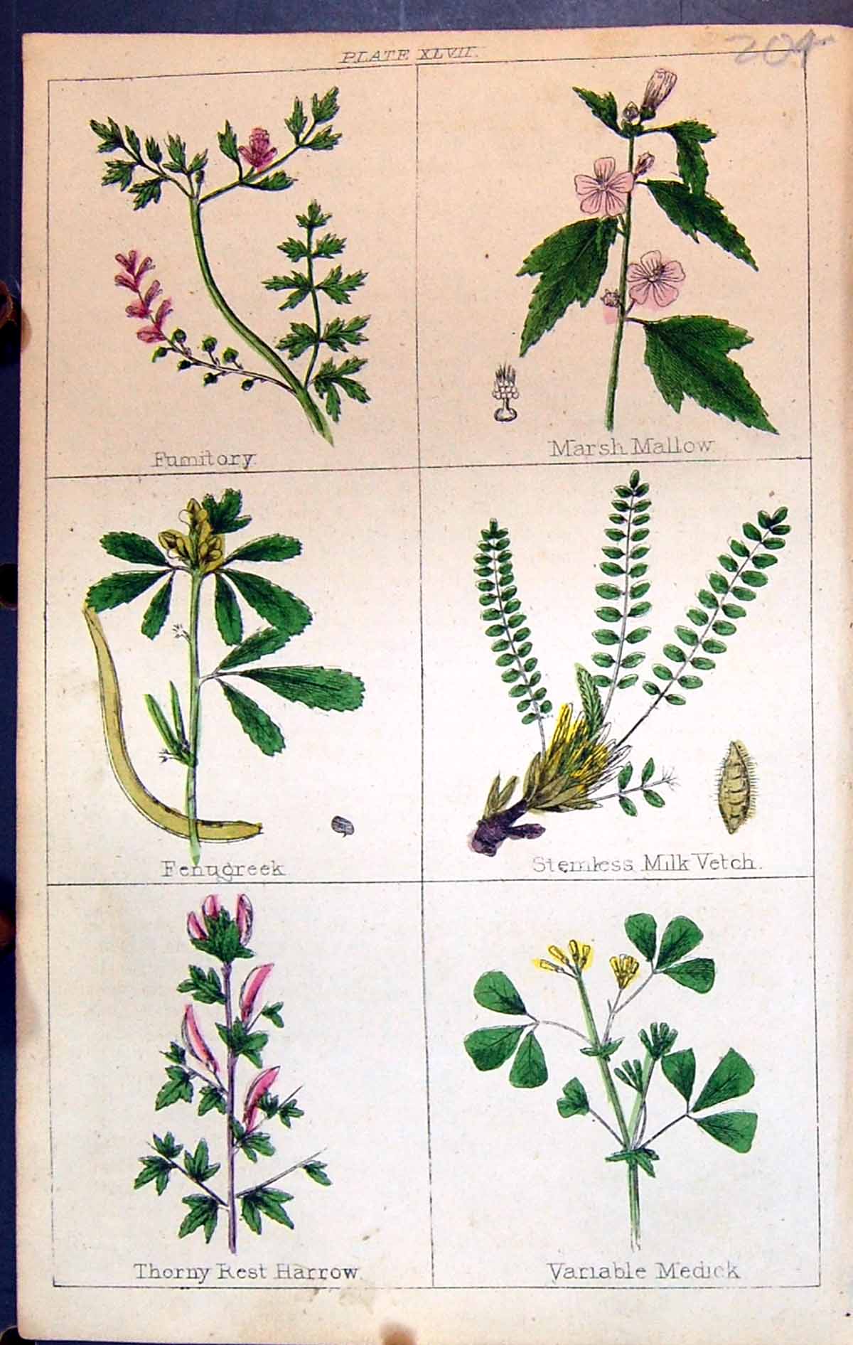 Old Fumitory Marsh Mallow Milk Vetch Thorny Harrow C1850 Botany Clark Victorian