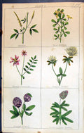 Old Melilot Medick Trefoil Coronilla Long Spiked C1850 Botany Clark H Victorian