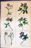 Old C1850 Botany Clark Herbs Plants Alpine Trefoil Clovar Honeysuckle Victorian