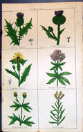 Antique Old Print Spear Thistle Cotton Hemp MarigGilocks C1850 Botany Clark