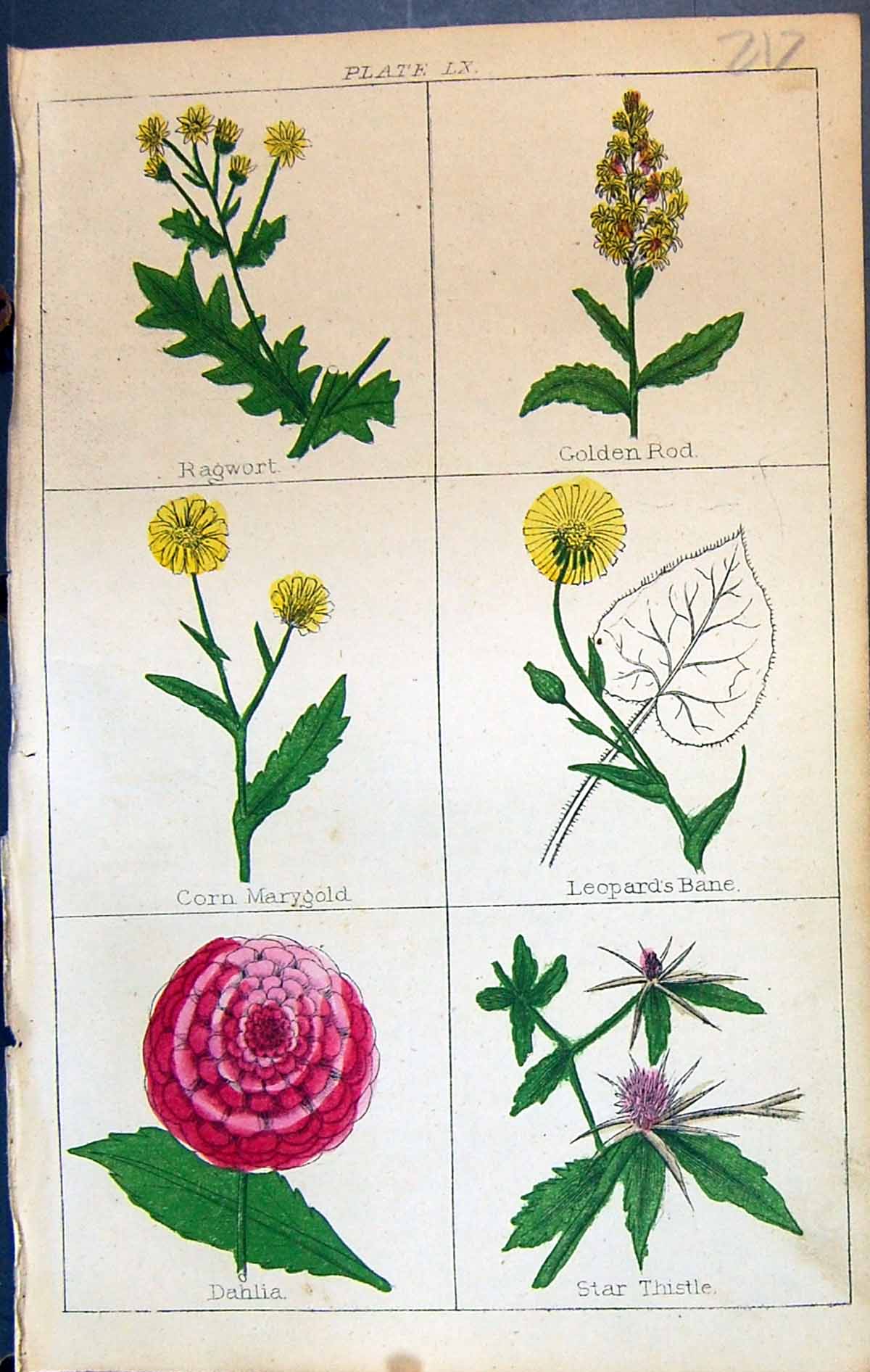 Antique Old Print Ragwort Gen Rod MarygBane Danlia Thistle C1850 Botany Clar