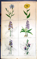 Antique Print Corn Bottle MarygInsect March Orchis C1850 Botany Clark Herbs