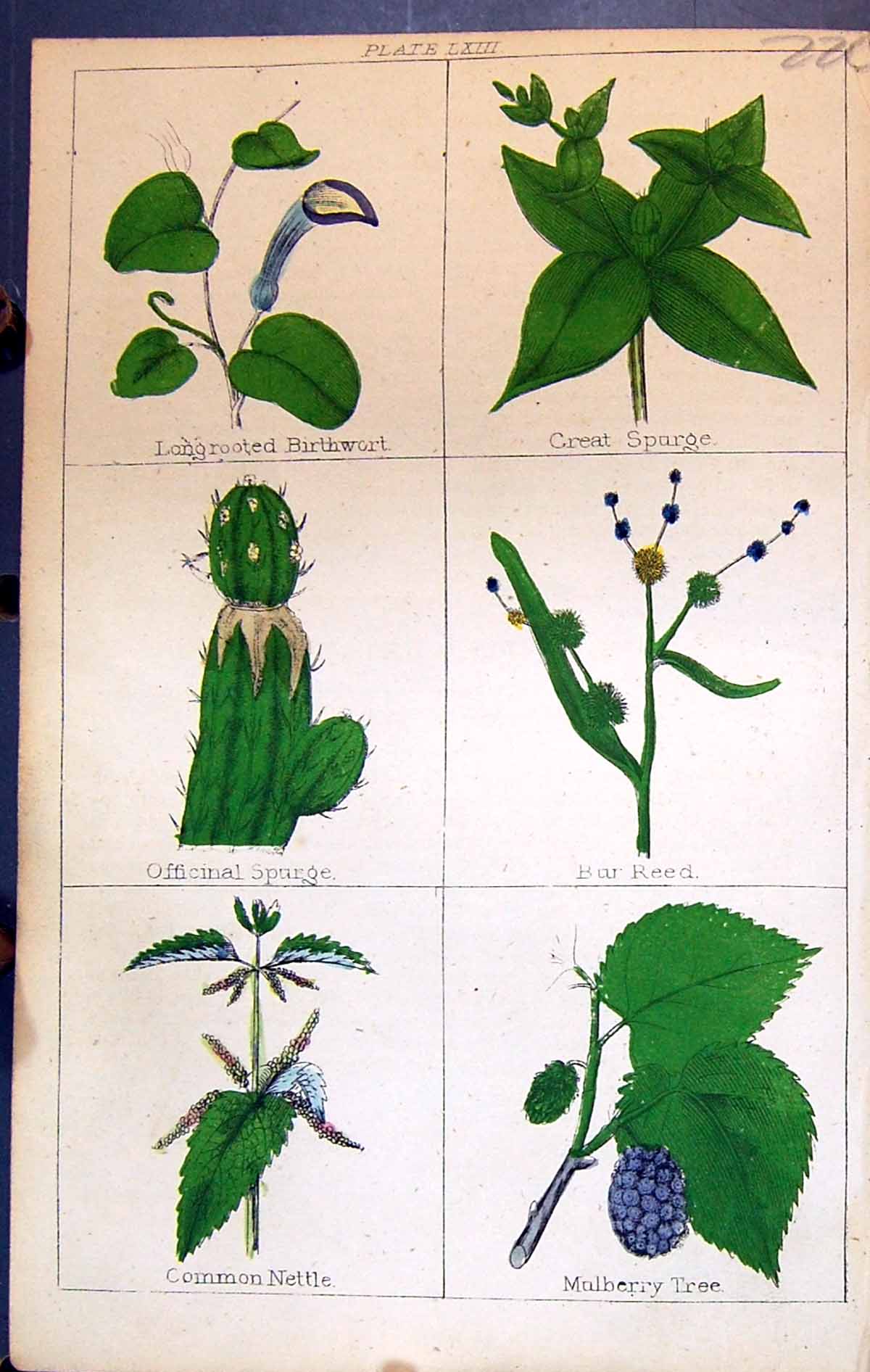 Old Birthwort Spurge Reed Spurge Mulberry Tree Nettle C1850 Clark Her Victorian