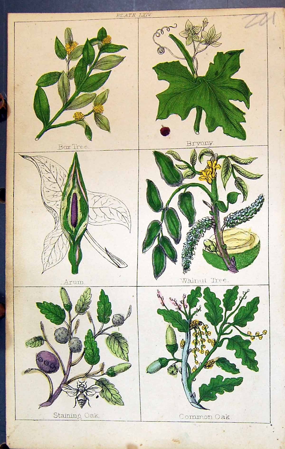 Old Bax Tree Bryony Arum Walnut Staining Oak C1850 Botany Clark Herbs Victorian
