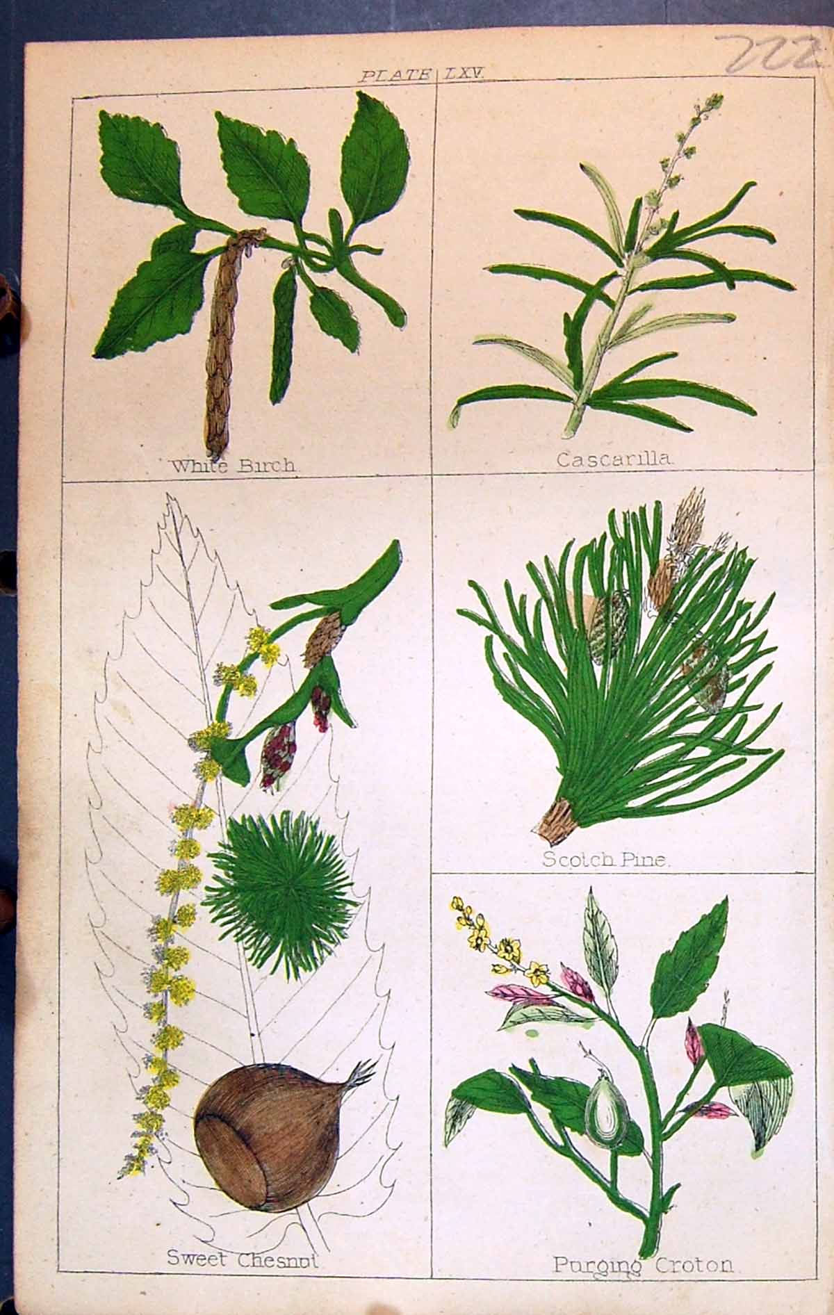 Old C1850 Clark Herbs Plants White Birch Cascarilla Scotch Pine Chesn Victorian